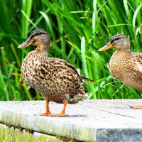 Гармония флоры и фауны(серия) :: Владимир Манкер Гармония флоры и фауны(серия) :: Владимир Манкер