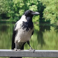 Серая ворона :: Рита Симонова