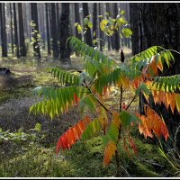 Сегодня лето-завтра Осень :: Aleksandr Gal