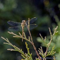Стрекоза разнокрылая :: Светлана Ищенко