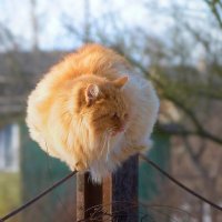 "Мне сверху видно все!" :: Владимир "Мне сверху видно все!" :: Владимир