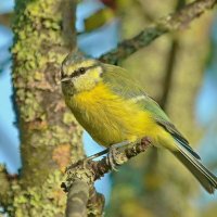 юная лазоревка :: Andrey Bragin 