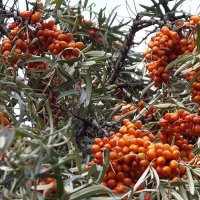 Облепиха :: Freddy 97