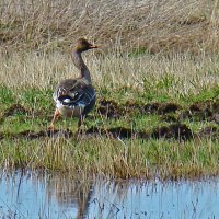 гуменник на пролете :: gawrilа - dan