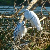 большие белые цапли :: gawrilа - dan