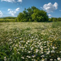 Солнечное лето! :: Фёдор. Лашков