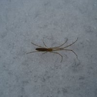 Паук :: Anna Ivanova