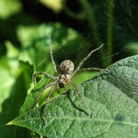 ** :: Зоя Мишина