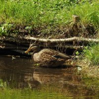 ****** :: ИННА ПОРОХОВА