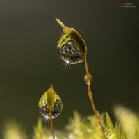 Рано утром... :: Андрей Пристяжнюк