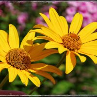 Еще немного красок летних... :: Руслан 