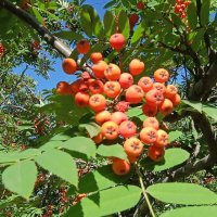 . :: Редкий Гость