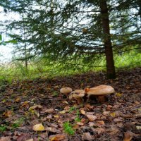 Семейка грибов :: Сергей Ц