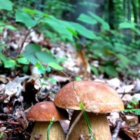 Белые грибы :: Валерий 