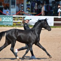 Международная конная выставка "Иппосфера" 2025 :: Николай 