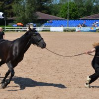 Международная конная выставка "Иппосфера" 2025 :: Николай Международная конная выставка "Иппосфера" 2025 :: Николай