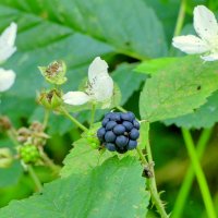 из снятого позавчера 2 :: Александр Прокудин