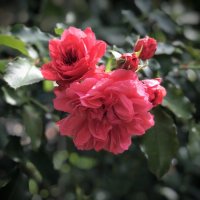 Ах эти розовые розы!) :: Любовь 