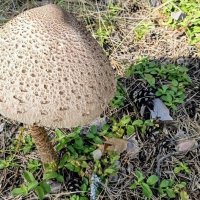 Из семейства шампиньонов :: Михаил Столяров Из семейства шампиньонов :: Михаил Столяров