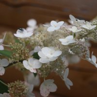 Воспоминание о лете. Август :: Наталья Герасимова