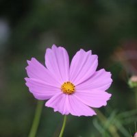 Воспоминание о лете. Август :: Наталья Герасимова