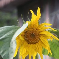 До свидания, лето... Приходи еще! :: Наталья Герасимова