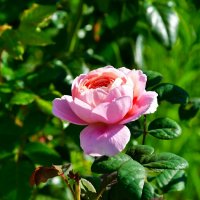 О цветах в последний день лета. :: Милешкин Владимир Алексеевич О цветах в последний день лета. :: Милешкин Владимир Алексеевич