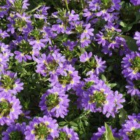 Лето в парке Царицыно :: Ольга 