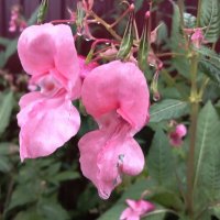 Капельки дождя :: Фотогруппа Весна Капельки дождя :: Фотогруппа Весна