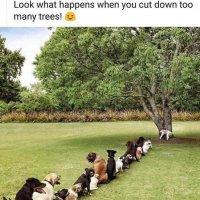 Последнее дерево - последний шанс...:) :: Валерий Кокорев