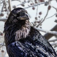 Ворон :: SanSan 