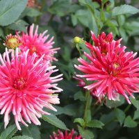 Вот и осень пришла. :: Любовь Сахарова