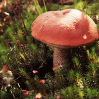 Август....Утренний гриб! :: Владимир Август....Утренний гриб! :: Владимир