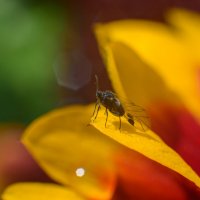 Мошка! :: Михаил Соколов