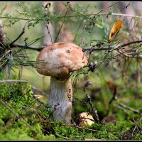 *** :: Aleksandr Gal