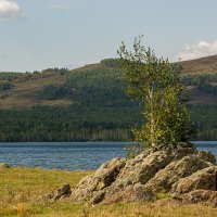 И на камнях растут деревья :: Петр 
