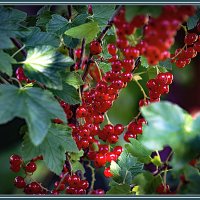 Красная смородина :: Владимир Кроливец