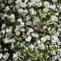 Лето в Ботаническом... Июль. :: Наташа *****