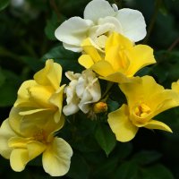 Лето в Ботаническом... Август. :: Наташа ***** Лето в Ботаническом... Август. :: Наташа *****