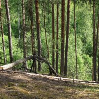 На сопках :: Александр Ильчевский На сопках :: Александр Ильчевский