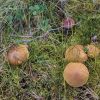 Лесные братья :: Ольга Лесные братья :: Ольга