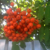 В сентябре :: Елена Семигина