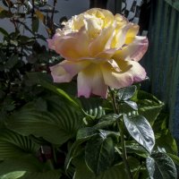 Глория  Дей :: Валентин Семчишин