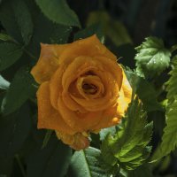 Оранжевая роза  ,Флорибунда :: Валентин Семчишин