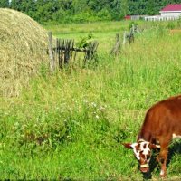 На    лугу... :: Галина Кузьмина
