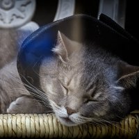 Дуся. :: Александр 