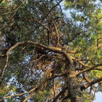 Великан :: Татьяна Михайлова