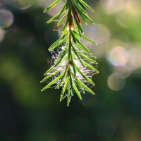 Таёжные этюды :: Галина Ильясова