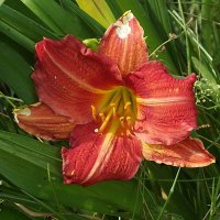 Лилейник :: Freddy 97