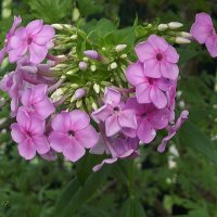 Флоксы :: Freddy 97